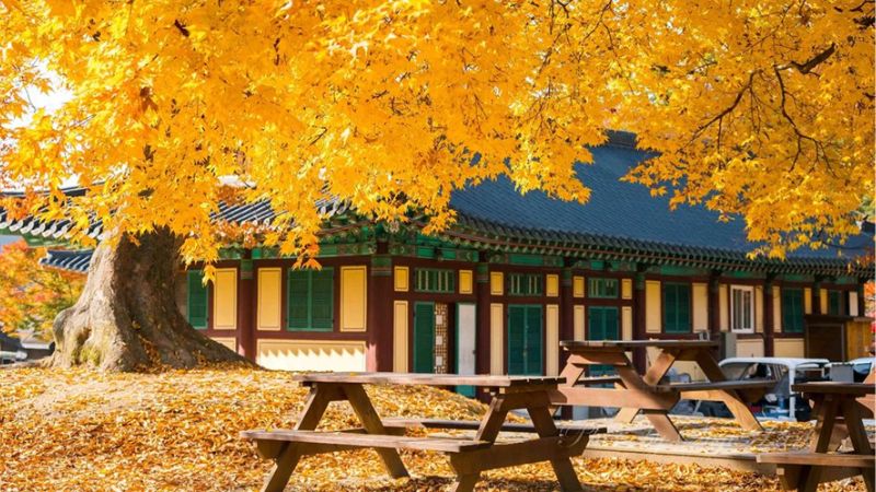 TOUR HÀN QUỐC 5N4Đ MÙA THU: SEOUL - NAMI - EVERLAND - HÁI TÁO BAY VNA (Trưa tối)